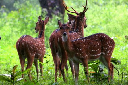 Nagarhole National Park